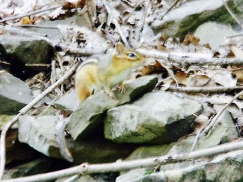 chipmunk  Eastern chipmunk,Tamias striatus