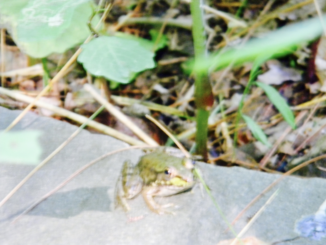 frog  Green frog,Lithobates clamitans