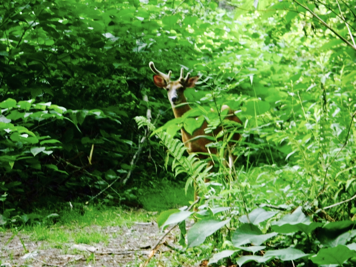 deer  Odocoileus virginianus,White-tailed deer