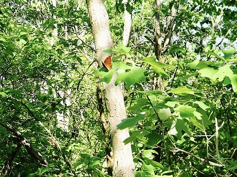 butterfly  Mourning Cloak,Nymphalis antiopa,Red Admiral,Vanessa atalanta