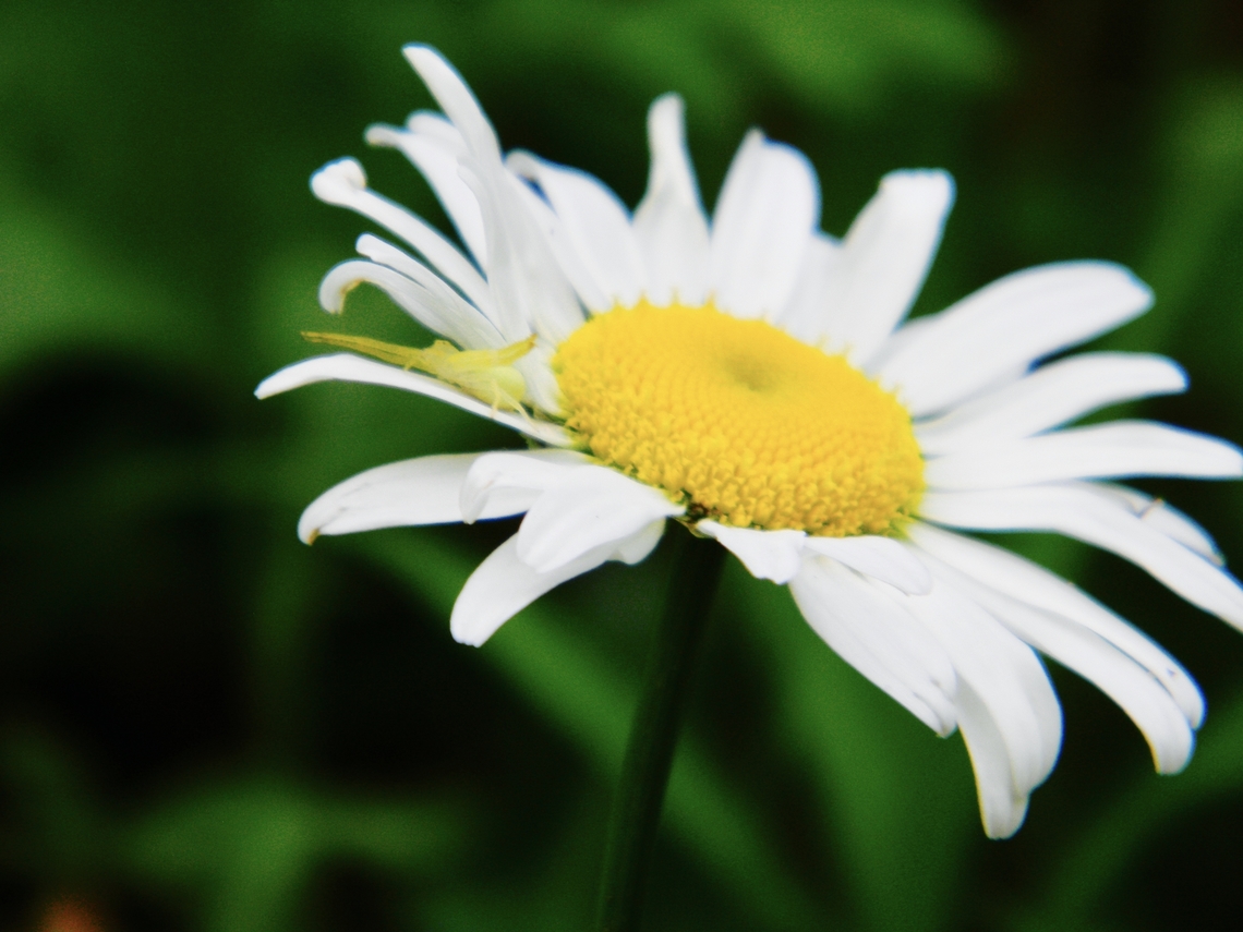 daisy  Bellis perennis,Common daisy,Crab spider,Leucanthemum vulgare,Ox-eye daisy
