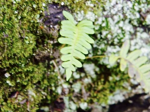 rockcap fern  Polypodium virginianum,Rock Polypody