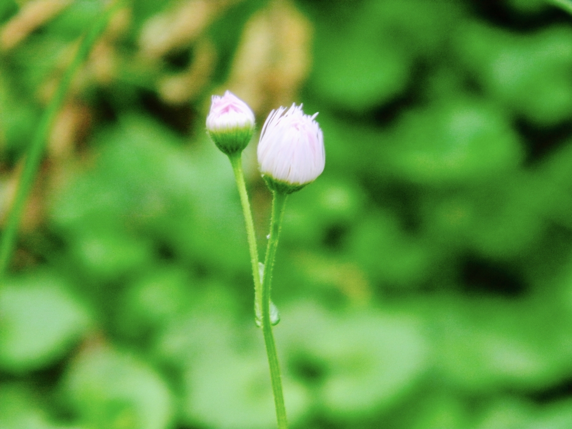 philadelphia fleabane  Erigeron philadelphicus,Erigeron strigosus,Philadelphia fleabane,Prairie fleabane