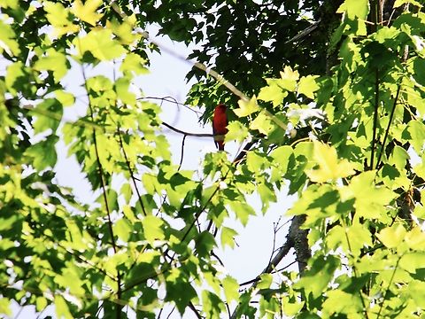 scarlet tanager this lil beauty was seen in upstate New York  Piranga olivacea,Scarlet tanager