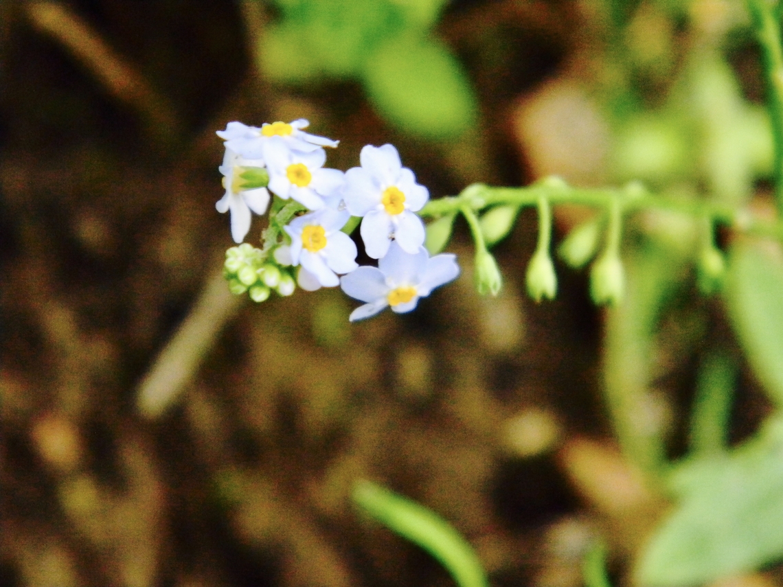 water forget-me-not  Myosotis scorpioides,Water Forget-Me-Not