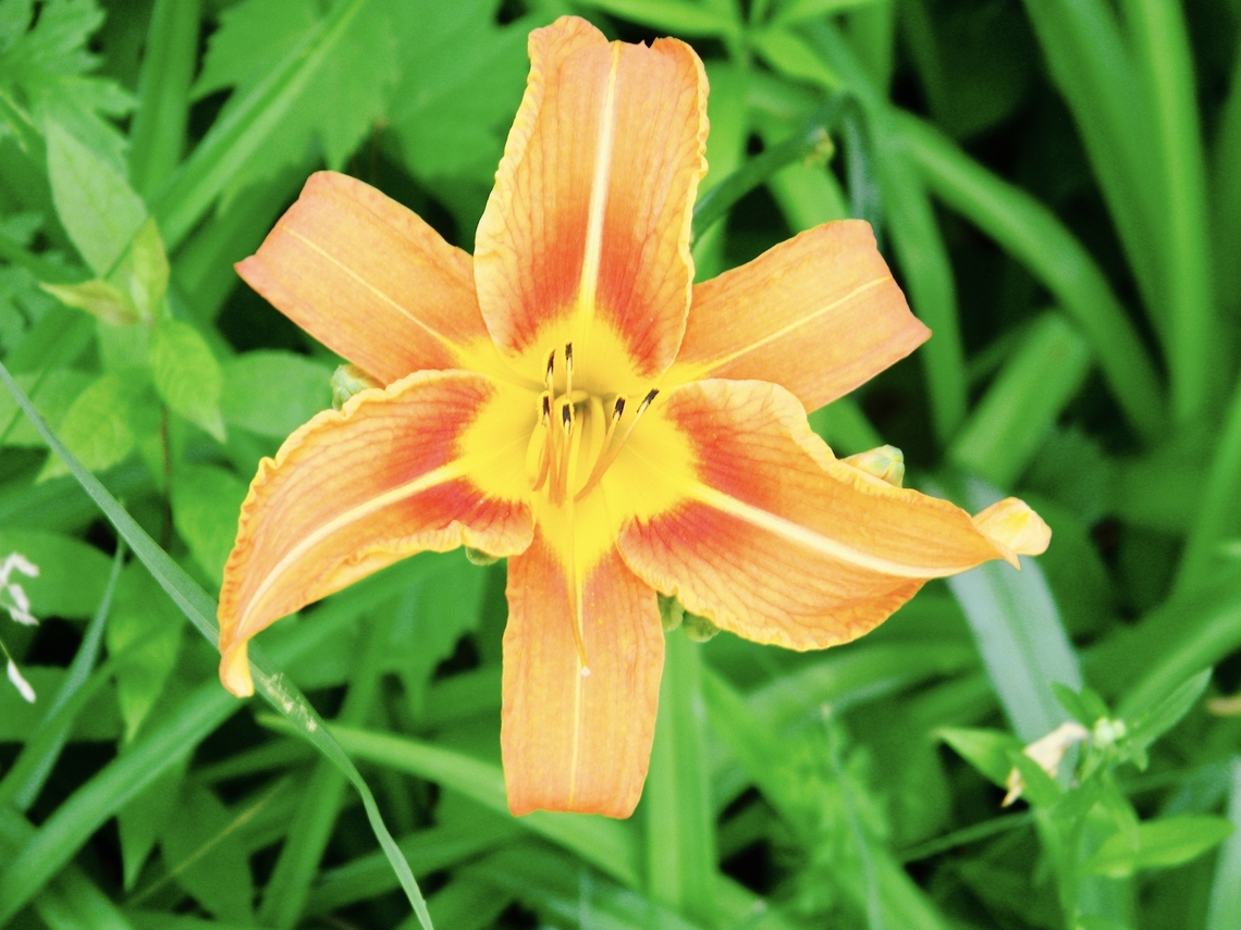 orange day lily  Hemerocallis fulva,Orange day-lily