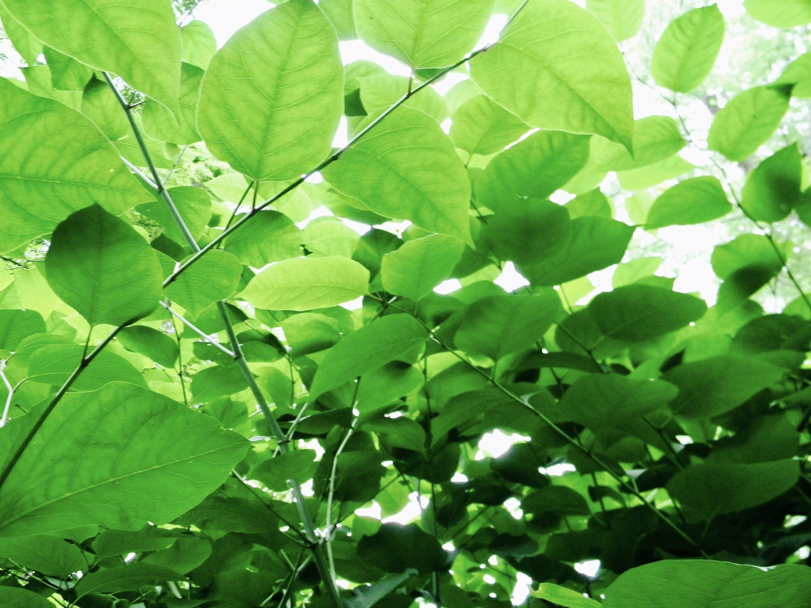 catalpa  Catalpa speciosa,Northern catalpa
