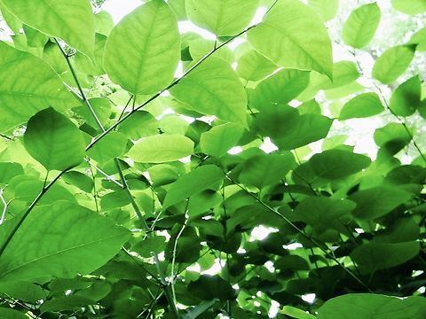 catalpa  Catalpa speciosa,Northern catalpa