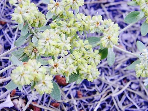 antelope sage  Eriogonum jamesii,antelope sage,eriogonum jamesii