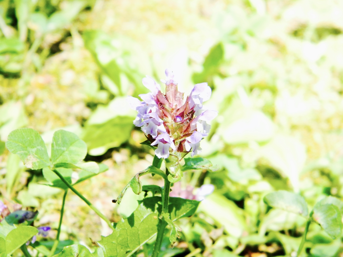 common self heal  Common self-heal,Large self-heal,Prunella  grandiflora,Prunella vulgaris