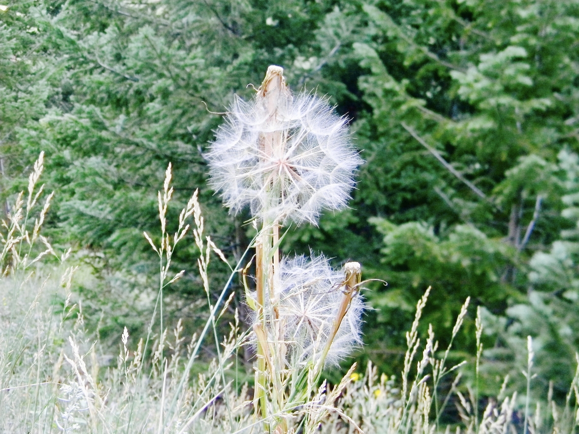 dandelion taken in Colorado during the summer a couple of years ago  Common dandelion,Nothocalais cuspidata,Taraxacum officinale,nothocalais cuspidata