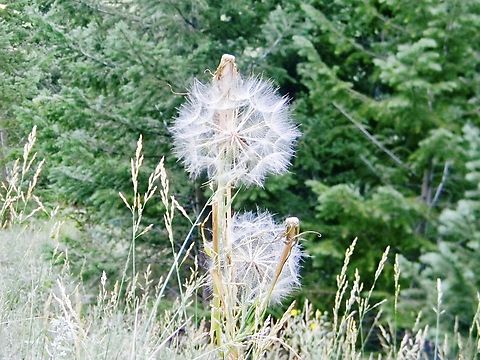 dandelion taken in Colorado during the summer a couple of years ago  Common dandelion,Nothocalais cuspidata,Taraxacum officinale,nothocalais cuspidata