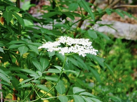 elderberry flower variation  American Black Elderberry,Elderberry,European dwarf elder,Sambucus canadensis,Sambucus ebulus,Sambucus nigra