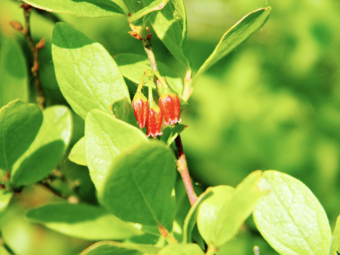huckleberry flowers                                 Black huckleberry,Dwarf bilberry,Enkianthus campanulatus,Gaylussacia baccata,Vaccinium arctostaphylos,Vaccinium cespitosum