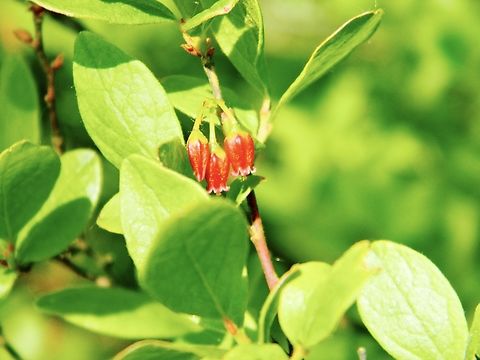 huckleberry flowers                                 Black huckleberry,Dwarf bilberry,Enkianthus campanulatus,Gaylussacia baccata,Vaccinium arctostaphylos,Vaccinium cespitosum