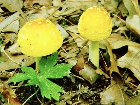 yellow fly agarics  Amanita flavoconia,Amanita frostiana,Frost’s Amanita,Yellow-dust Amanita