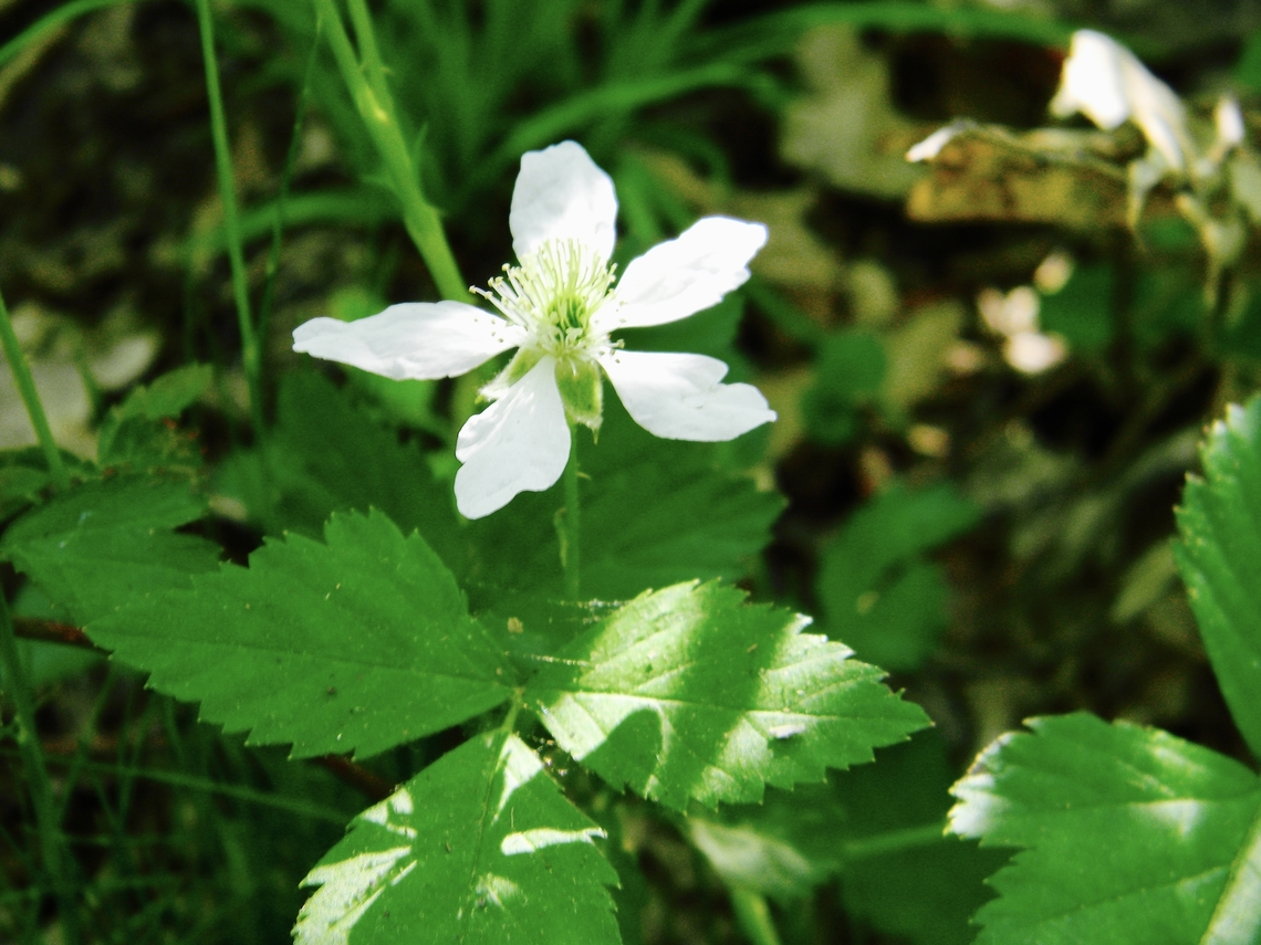 blackberry flower  Rubus pensilvanicus,rubus pensilvanicus