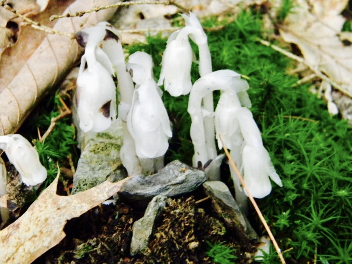 ghost plant at first glance I thought these were mushrooms, turns out its a plant which does not contain chlorophyll!  Ghost Pipe,Ghost Plant,Monotropa uniflora