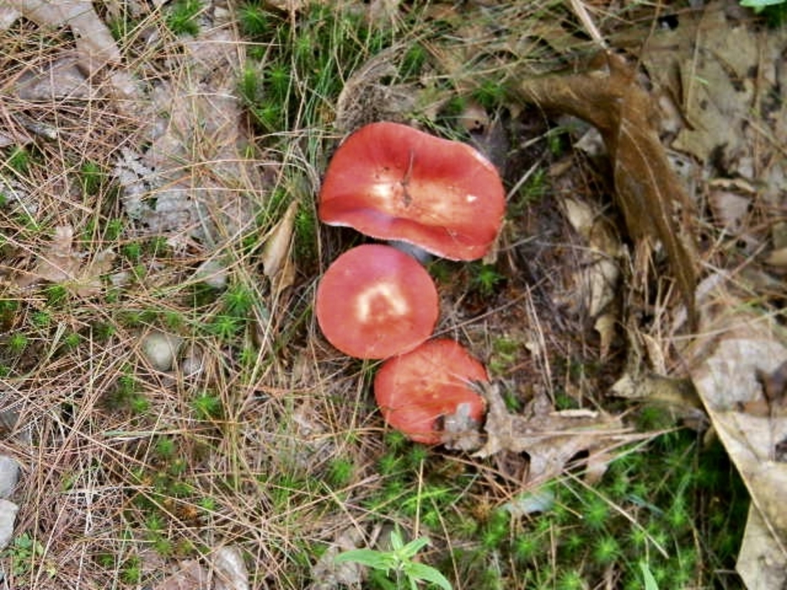 three little russulas not edible apparently, but still quite pretty. saw a lot of these on the way to a water fall in the summer. Russula emetica,Vomiting Russula