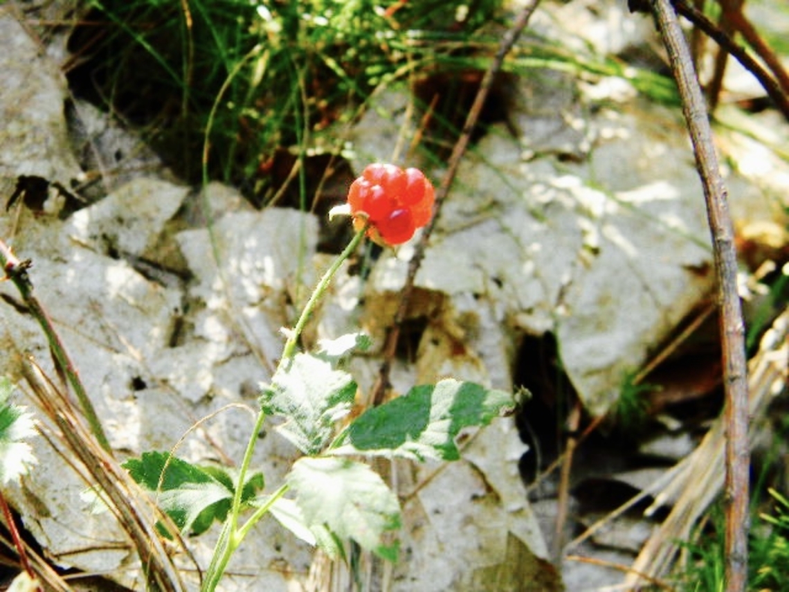 wild raspberry one of my favorite fruits, especially when wild because they tend to be so much sweeter (: truly a treat.  Molucca bramble,Red Raspberry,Rubus idaeus,Rubus moluccanus