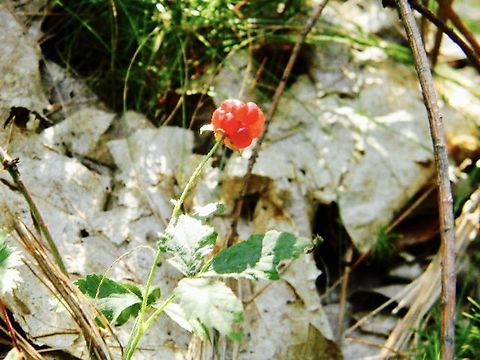 wild raspberry one of my favorite fruits, especially when wild because they tend to be so much sweeter (: truly a treat.  Molucca bramble,Red Raspberry,Rubus idaeus,Rubus moluccanus
