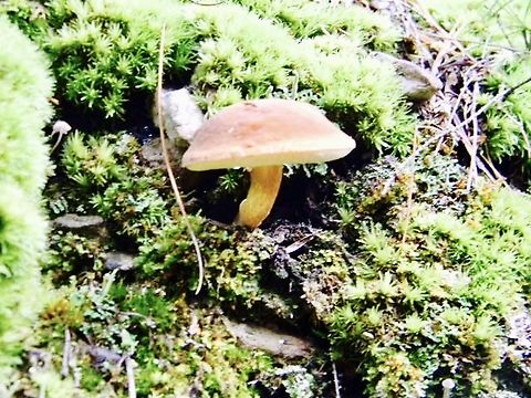 bolete variation love how soft and spongey the tops of these are in appearance Harrya chromapes,Yellowfoot bolete