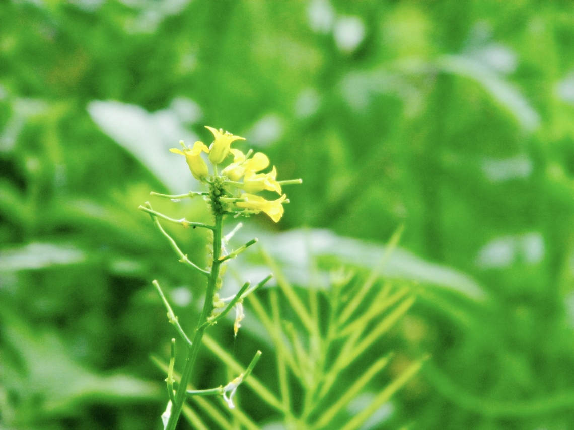 charlock flower  Charlock,Sinapis arvensis