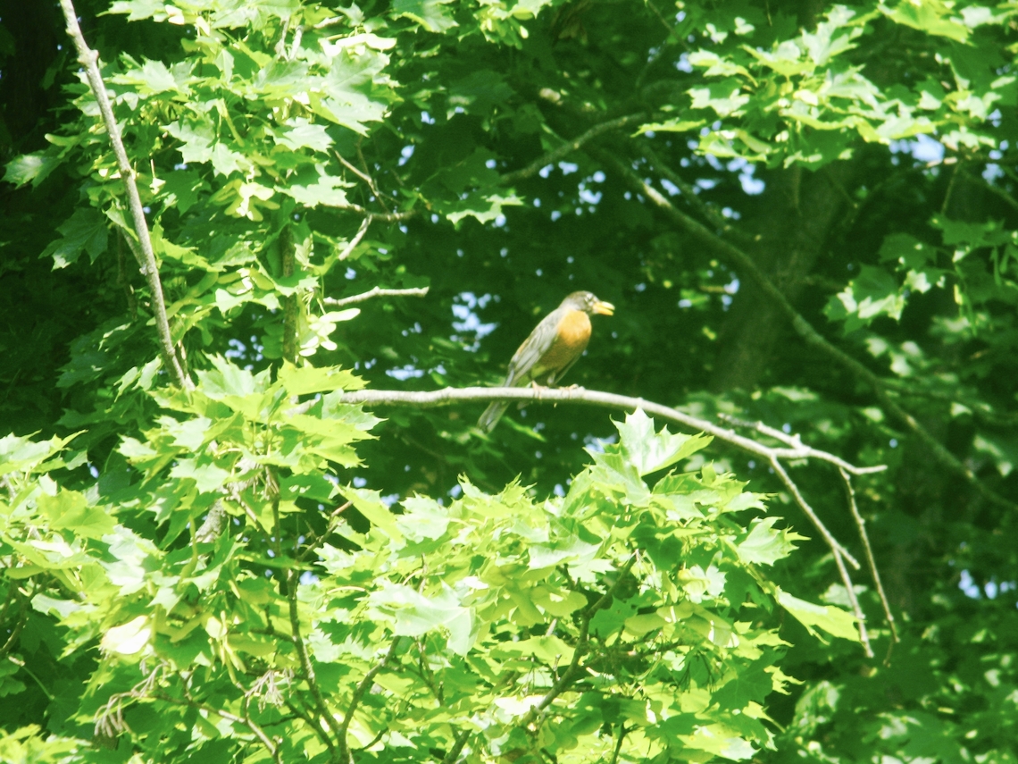 robin singing on a branch  American Robin,Turdus migratorius