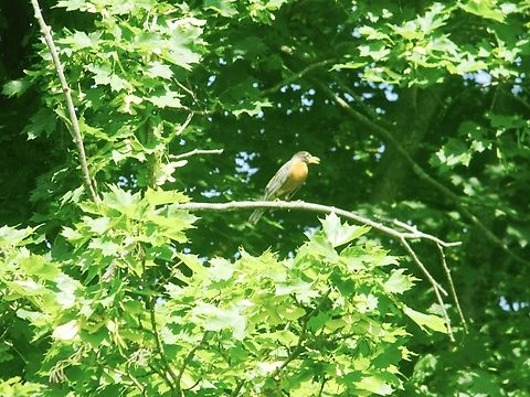robin singing on a branch  American Robin,Turdus migratorius