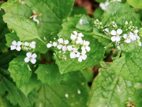 garlic mustard flowers  Alliaria petiolata,Garlic mustard