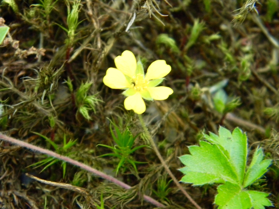 cinquefoil variation  Cinquefoil,Potentilla canadensis,potentilla canadensis