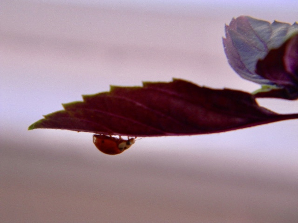 lady bug  Learned recently that if you see a bunch of these in one spot, it's partially because thats how they feel safe.  <br />
This one was grazing below the leaves of a purple basil.                              Harmonia axyridis,Ladybird,Multicolored Asian Lady Beetle,Ocimum basilicum