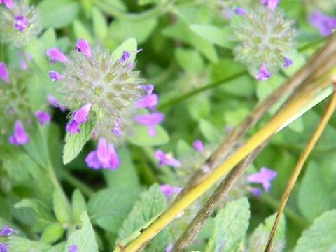 wild basil Clinopodium vulgare,Wild basil