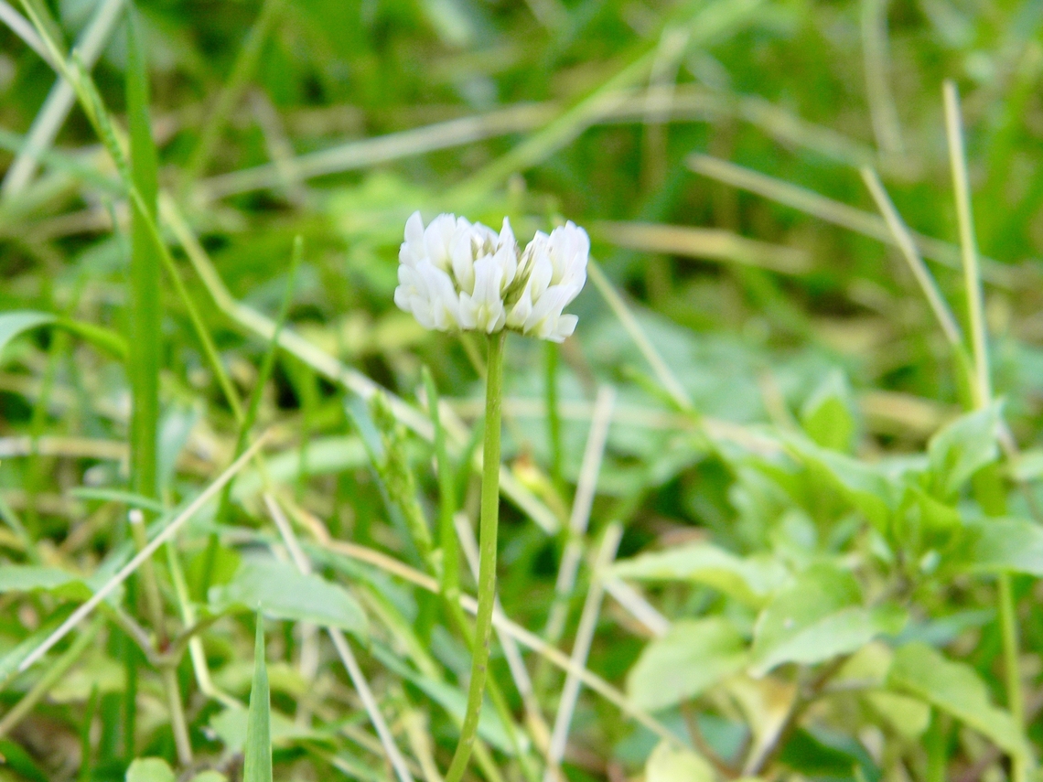 clover flower  Trifolium repens,White clover