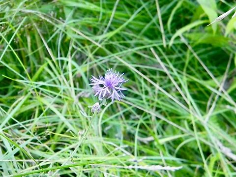 rough star-thistle  American Basketflower,Centaurea americana,Centaurea aspera,Centaurea axillaris,Centaurea jacea,Centaurea stoebe,Spotted Knapweed,centaura jacea
