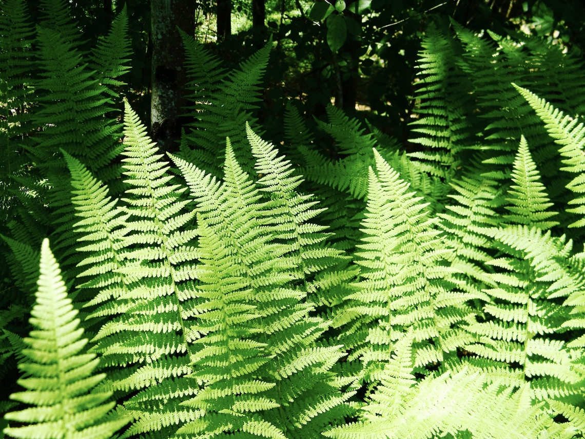 ostrich fern(s) did you know that ferns reproduce by spores rather than seeds?<br />
These were spotted swaying with the wind in New York. Matteuccia struthiopteris,Ostrich fern