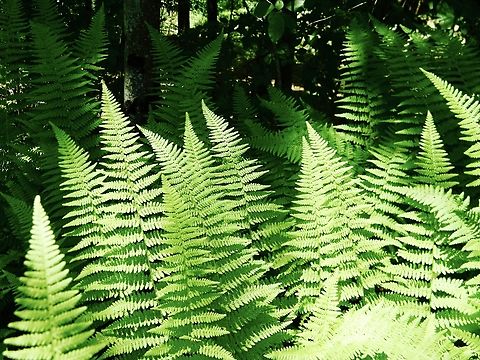 ostrich fern(s) did you know that ferns reproduce by spores rather than seeds?
These were spotted swaying with the wind in New York. Matteuccia struthiopteris,Ostrich fern