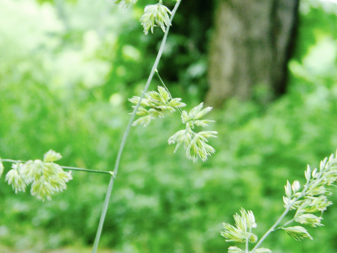 orchard grass  Cock's-foot,Dactylis glomerata,orchard grass