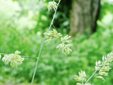 orchard grass  Cock's-foot,Dactylis glomerata,orchard grass