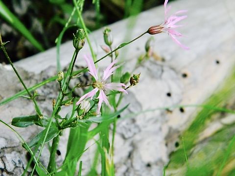 ragged robin there wasn't many of these but I appreciated their shape, very fashionable.
seen in Pennsylvania  Lychnis flos-cuculi,Ragged Robin