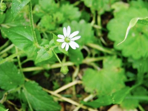 star chickweed  Star chickweed,Stellaria pubera