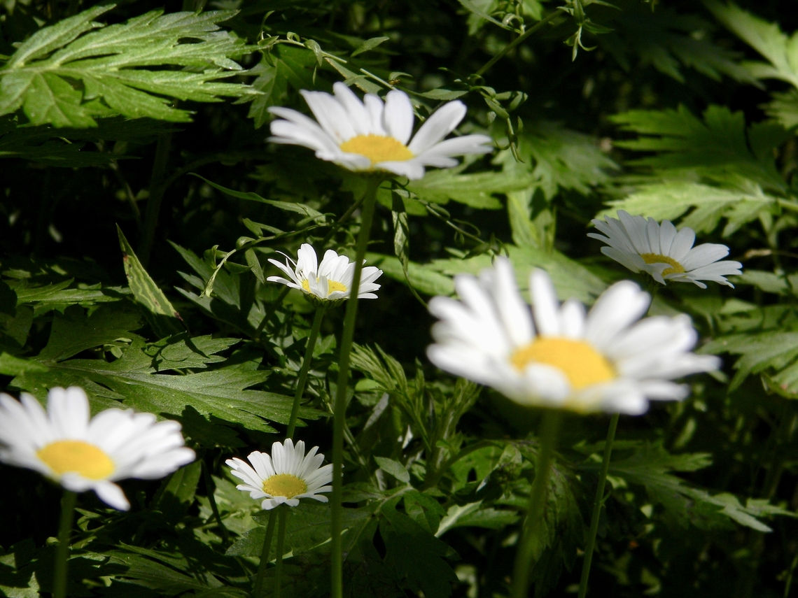 daisies  Bellis perennis,Common daisy,Daisy,Leucanthemum vulgare,New York State,Ox-eye daisy