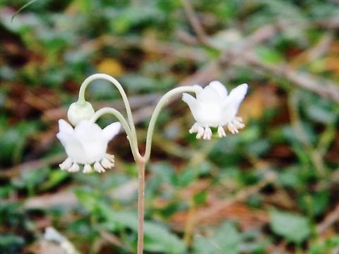 spotted wintergreen the little tassels on these are adorable Chimaphila maculata,Spotted Wintergreen