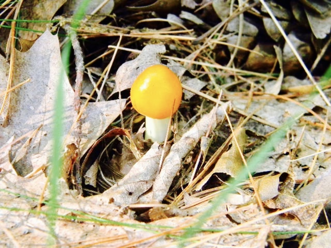 amanita variation (?) not sure about this one, but it's cute! Amanita caesarea,Amanita flavoconia,Caesar's mushroom,Yellow-dust Amanita
