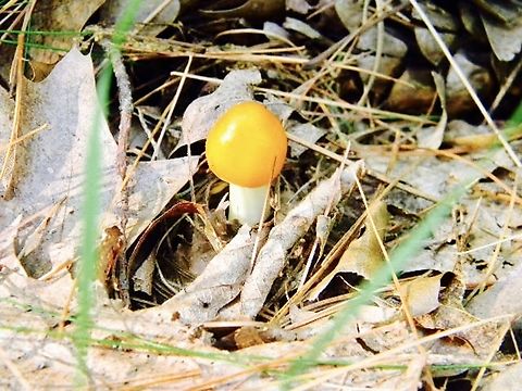 amanita variation (?) not sure about this one, but it's cute! Amanita caesarea,Amanita flavoconia,Caesar's mushroom,Yellow-dust Amanita