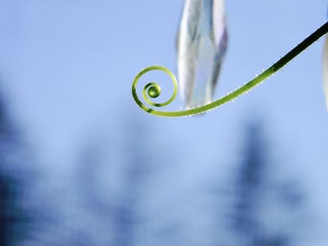 indoor cucumber plant formed a cute little spiral Cucumber,Cucumis sativus