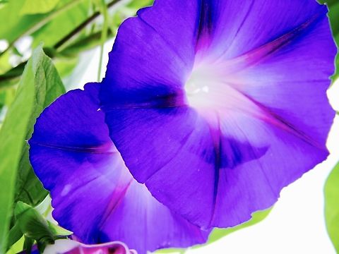 morning glories taken a little over a year ago, these happened to be blooming a bit late but were absolutely gorgeous. Common Morning Glory,Ipomoea purpurea,New York State