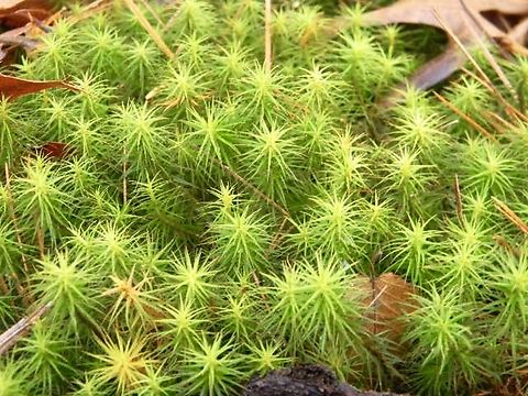 juniper haircap moss  Juniper haircap moss,Polytrichum juniperinum