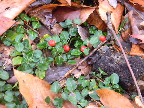 partridge berries In the summer, these grow pinkish white flowers & these little berries stay throughout the winter.
Apparently this is a vine plant, however it does not climb.
At first glance, I guessed cranberries. Mitchella repens,Partridge berry