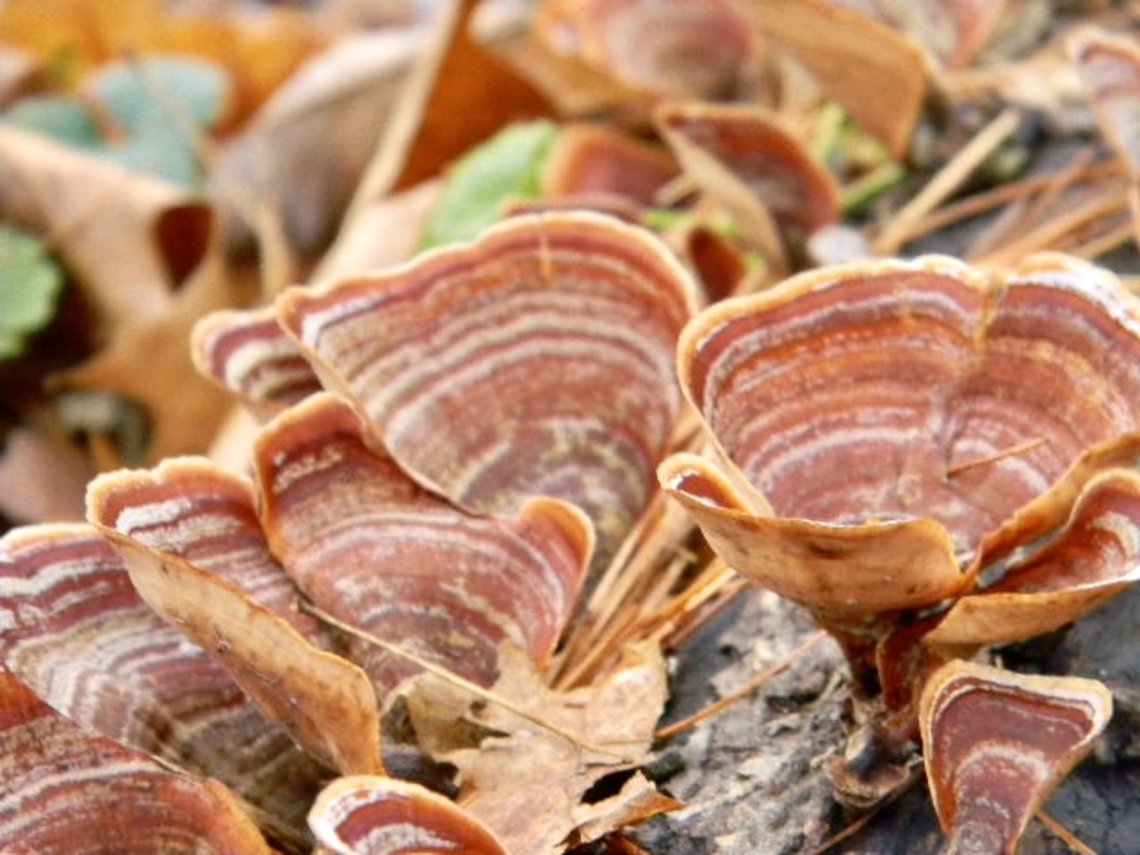 false turkey tail matched well with the fallen leaves False turkey-tail,Stereum ostrea